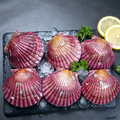 Fresh Scallops